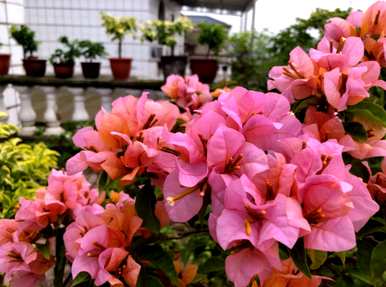 三角梅夏开花后要修剪吗？三角梅怎么修剪开花？
