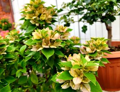 三角梅夏开花后要修剪吗？三角梅怎么修剪开花？