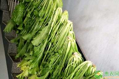 芥菜什么时候播种，芥菜什么时候播种最好？