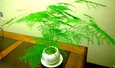 文竹叶发黄怎么办？家里的文竹叶发黄了