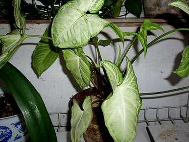 如何养合果芋才能爆盆，合芋果的种植方法
