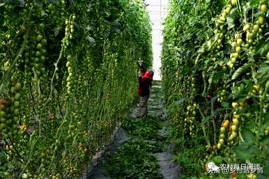 冬天怎么种菜长得又快又好吃，怎么种菜长得又快又好？