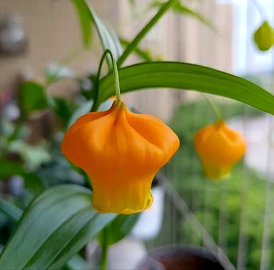 奇花异草品种大全集最好，奇花异草品种有哪些？