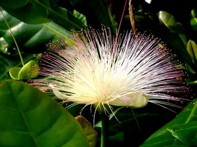 奇花异草品种大全集最好，奇花异草品种有哪些？