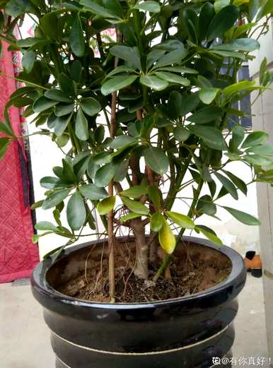 什么花和植物适合客厅，风水好，风水好