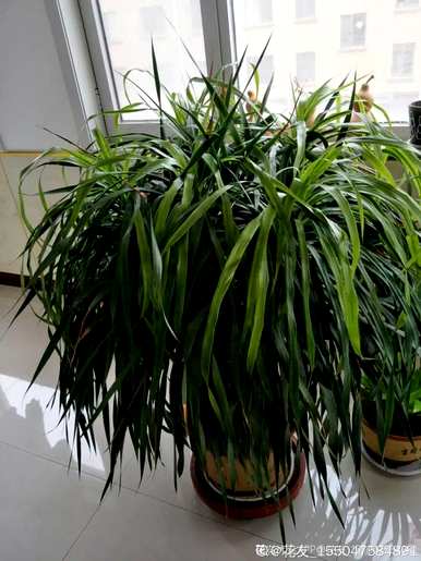 什么花和植物适合客厅，风水好，风水好
