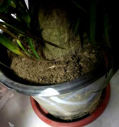 什么花和植物适合客厅，风水好，风水好