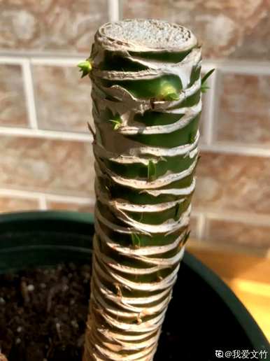 什么花和植物适合客厅，风水好，风水好