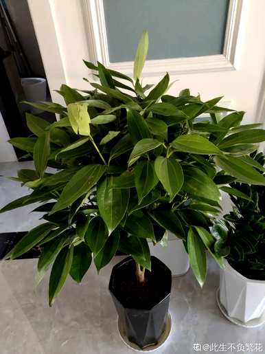 什么花和植物适合客厅，风水好，风水好