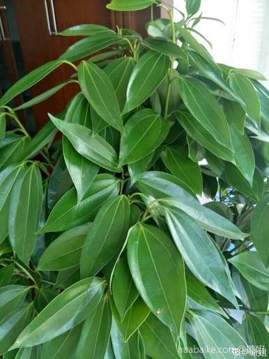 什么花和植物适合客厅，风水好，风水好