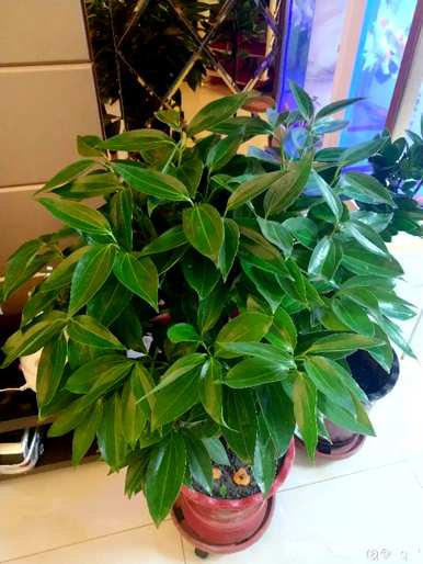 什么花和植物适合客厅，风水好，风水好