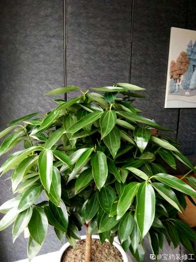 什么花和植物适合客厅，风水好，风水好