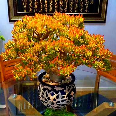 什么花和植物适合客厅，风水好，风水好
