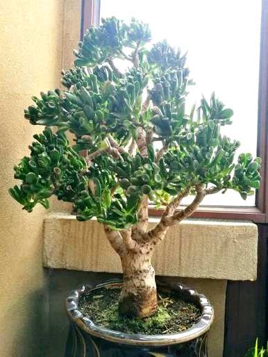 什么花和植物适合客厅，风水好，风水好