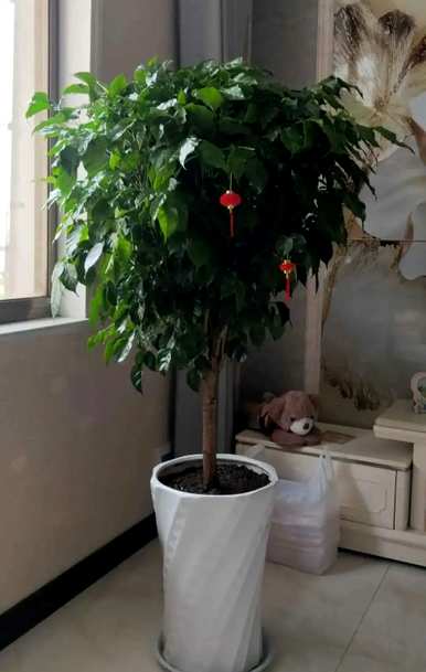 什么花和植物适合客厅，风水好，风水好