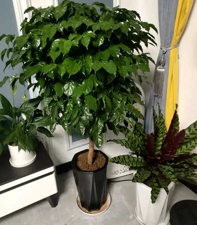什么花和植物适合客厅，风水好，风水好