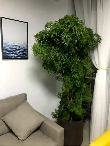 什么花和植物适合客厅，风水好，风水好