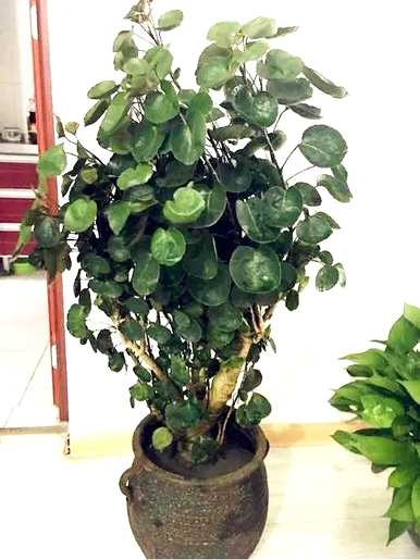 什么花和植物适合客厅，风水好，风水好
