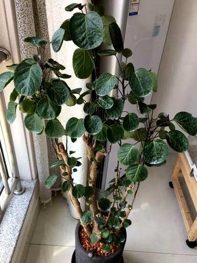 什么花和植物适合客厅，风水好，风水好