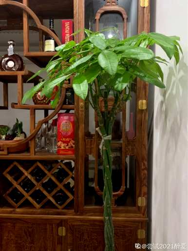什么花和植物适合客厅，风水好，风水好