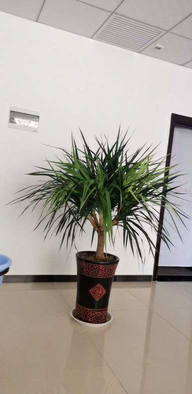 什么植物的叶子叫超级寿星？植物界有一种超级寿星