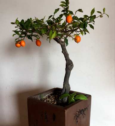 什么植物的叶子叫超级寿星？植物界有一种超级寿星