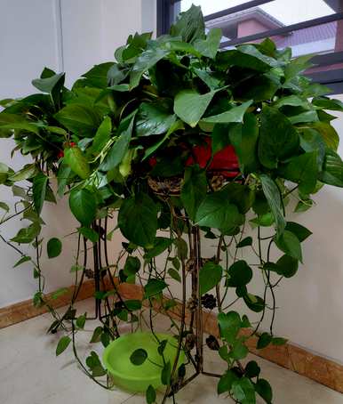 不需要阳光的室内植物开花，不需要阳光的室内植物有哪些？