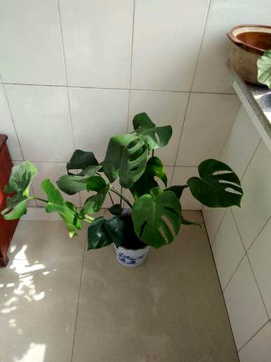 不需要阳光的室内植物开花，不需要阳光的室内植物有哪些？