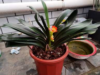不需要阳光的室内植物开花，不需要阳光的室内植物有哪些？