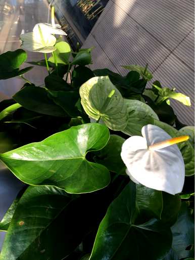 不需要阳光的室内植物开花，不需要阳光的室内植物有哪些？
