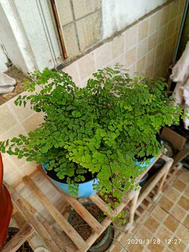 不需要阳光的室内植物开花，不需要阳光的室内植物有哪些？
