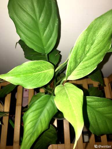 不需要阳光的室内植物开花，不需要阳光的室内植物有哪些？