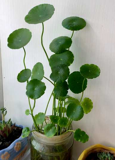 不需要阳光的室内植物开花，不需要阳光的室内植物有哪些？