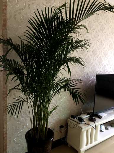 不需要阳光的室内植物开花，不需要阳光的室内植物有哪些？