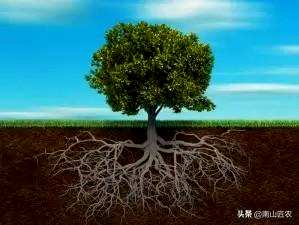什么是直根和须根的植物，什么是须根的植物？