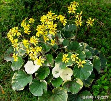 大吴风草耐寒多少度？大吴风草冬天会死吗？