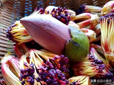 攀枝花最近开了什么花，攀枝花现在开了什么花？