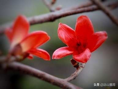 攀枝花最近开了什么花，攀枝花现在开了什么花？