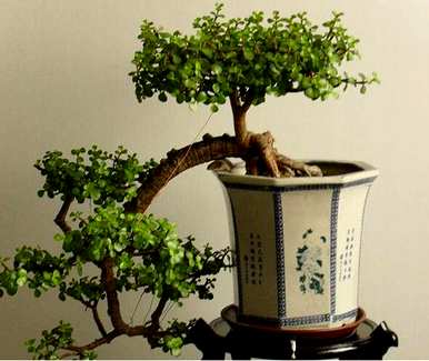 黄杨盆景制作方法视频教程，盆景制作方法视频教程