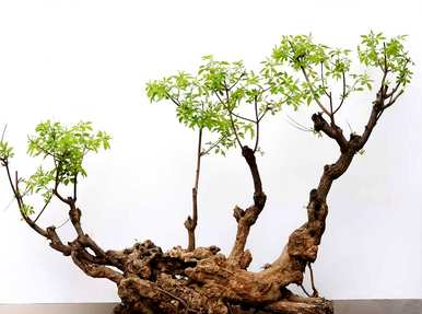 黄杨盆景制作方法视频教程，盆景制作方法视频教程