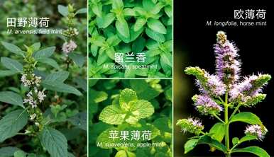 香水薄荷种球种植方法，如何种植香水薄荷盆栽