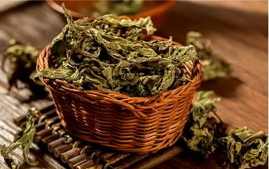 香水薄荷种球种植方法，如何种植香水薄荷盆栽
