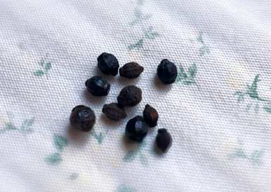 紫茉莉种子催芽方法，如何用紫茉莉种子