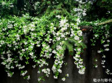 紫茉莉种子催芽方法，如何用紫茉莉种子