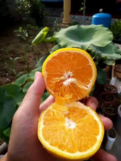 空气净化花有哪些？空气净化花有哪些？