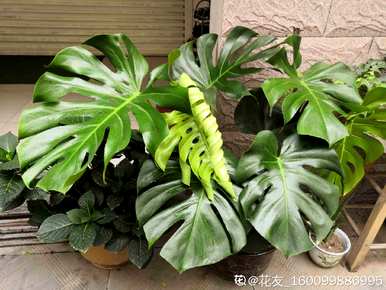 空气净化花有哪些？空气净化花有哪些？