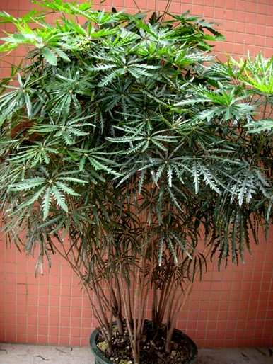 常绿阔叶林有哪些植物，常绿阔叶林群落的特点是什么？