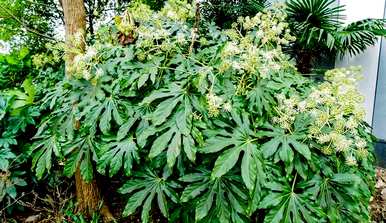 常绿阔叶林有哪些植物，常绿阔叶林群落的特点是什么？