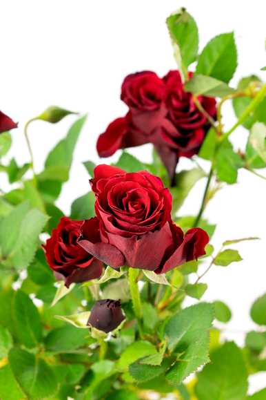 月季花瓣有什么用处，月季花是什么颜色的花瓣？