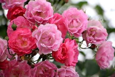 月季花瓣有什么用处，月季花是什么颜色的花瓣？